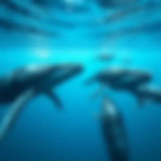 A group of ancient whale species swimming in clear blue waters, showcasing their size and presence in the marine ecosystem.