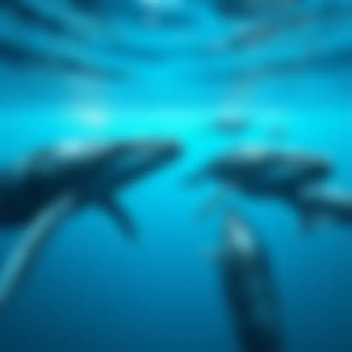 A group of ancient whale species swimming in clear blue waters, showcasing their size and presence in the marine ecosystem.