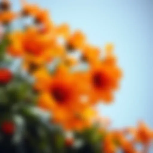 A close-up view of vibrant orange and yellow flowers in full bloom, showcasing their natural beauty.