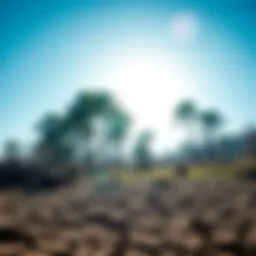 Climate Change Effects on Nature A forest being affected by drought with dry trees and cracked soil under a blue sky