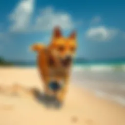 Dog steals phone at beach A wild dog running off with a smartphone on a sandy beach in Vietnam