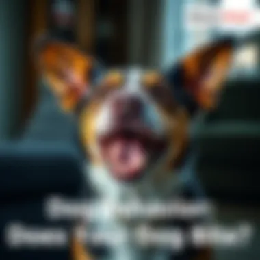 A dog displaying aggressive behavior with bared teeth, warning its owner about potential biting.