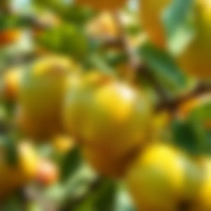 A close-up of shiny green apples on a tree branch, some ripe and ready to pick, symbolizing the apples from Etherlink Apple Farm event.