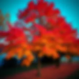 Colorful autumn leaves on trees in Texas showing vibrant fall colors