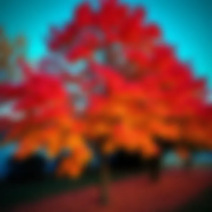 Colorful autumn leaves on trees in Texas showing vibrant fall colors