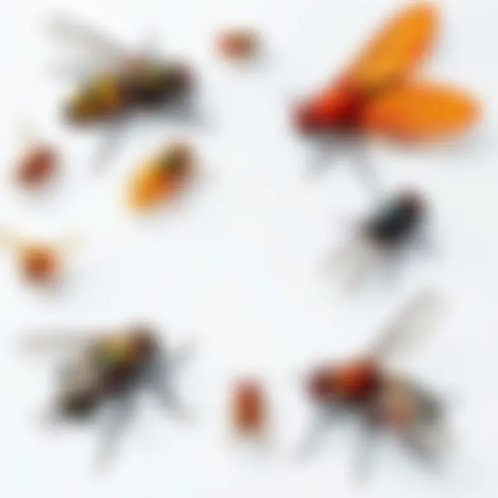 Simple drawings of flies with various artistic styles and shapes, representing philosophical ideas.