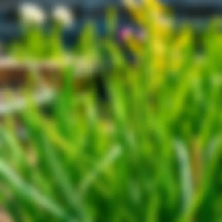 Green chives growing in a sunny garden setting, ready for culinary use