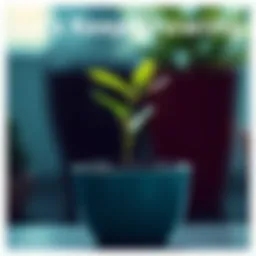 A small green plant thriving in a pot, symbolizing growth and success in personal development.