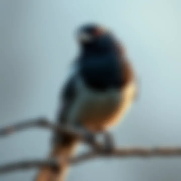A magpie sitting on a branch, highlighting its changed appearance without a specific trait.