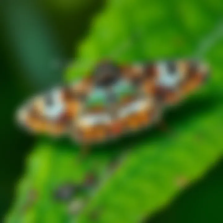 A close-up of a moth resting on a green leaf, showcasing its unique patterns and colors, typical of UK species.