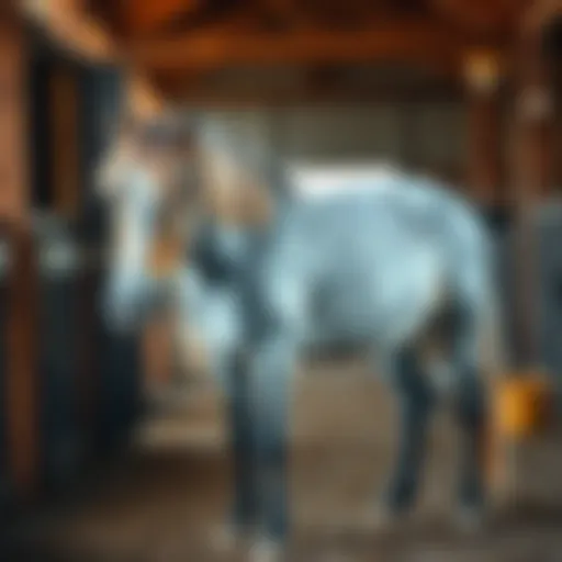 A pony standing in a barn, showcasing its coat that prompted a debate about whether it's blue roan or bay roan