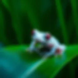 A rare albino frog sitting on a green leaf in a natural setting, showcasing its white skin and pink eyes.