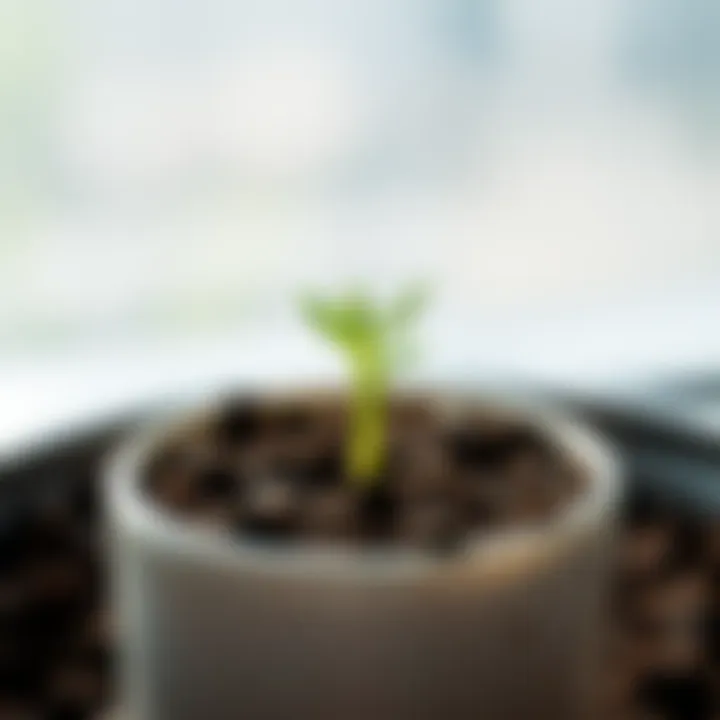 Little green plant sprouting in a pot A tiny green sprout emerging from soil in a small pot, with bright leaves and a cheerful vibe