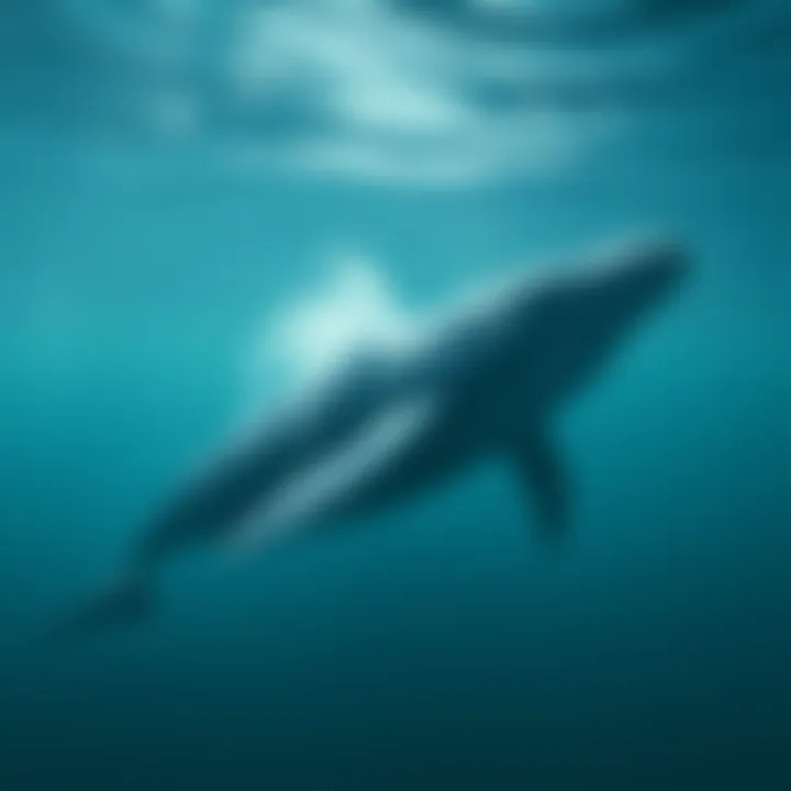 A large whale swimming through a calm ocean, symbolizing market activity and trends.